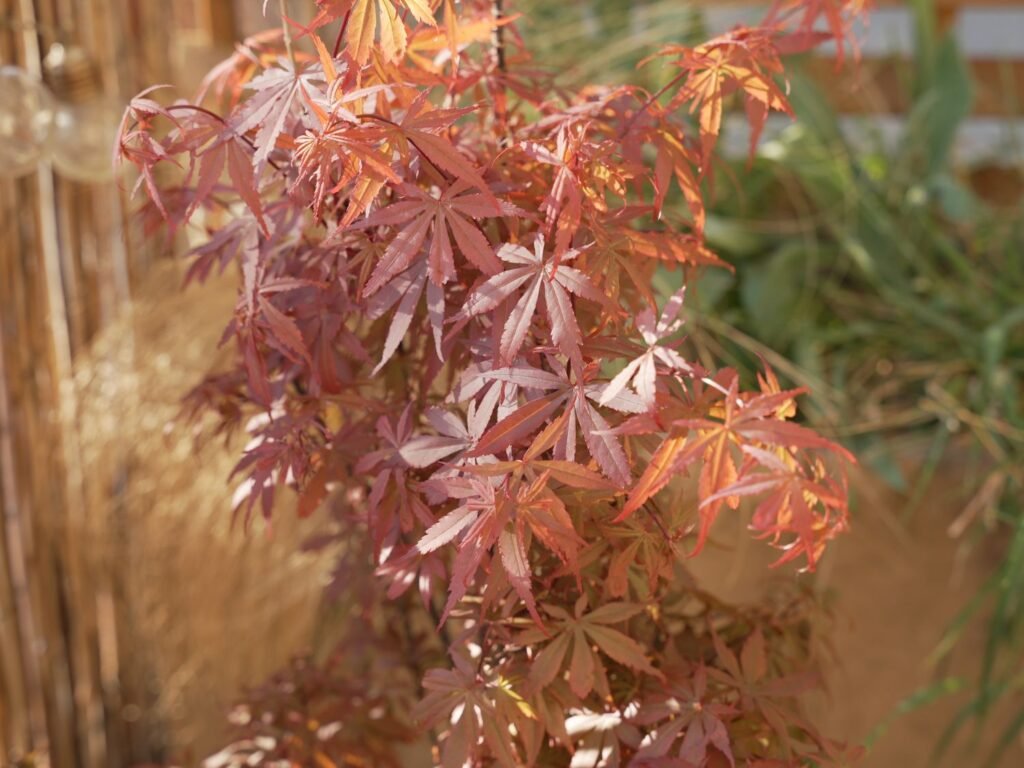 Erable du Japon rouge à la lumière sur un balcon verdi par Petites Garrigues