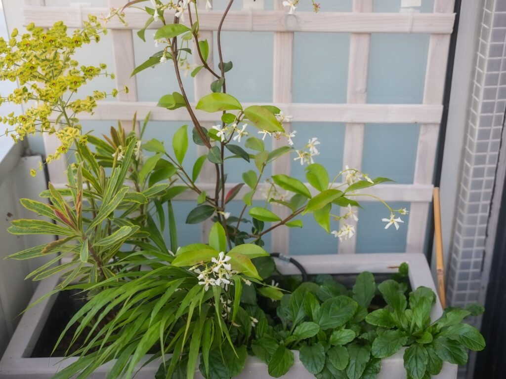 pour protéger la biodiversité sur son balcon, il faut planter plusieurs plantes différentes dans un même pot, comme dans ce bac qui accueille une grimpante et trois vivaces