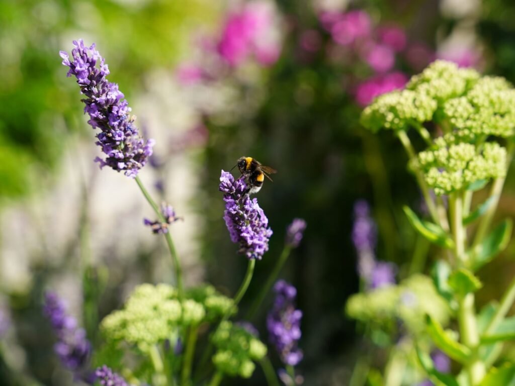 une abeille sur une fleur de lavande